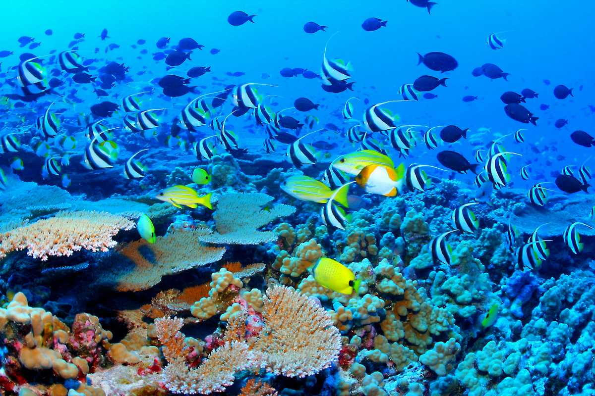 Great Barrier Reef Biodiversity
